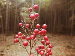 -南京市无想山景区