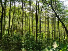 -黄埔油麻山森林公园