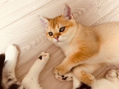 -Bastet sally猫舍购宠(静安店)