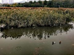 -前关湿地公园