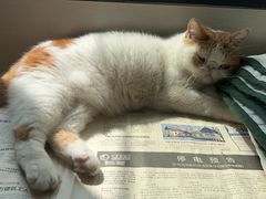 -麻麻手推拿