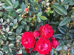 -人民公园(罗湖区)