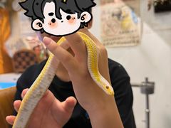 -吉丁鸟咖·异宠·寄养
