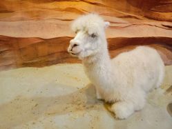 -酷嗒动物文化乐园(cutezoo西溪乐天城店)