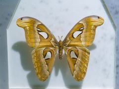 -上海昆虫博物馆