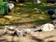 -碓臼峪自然风景区