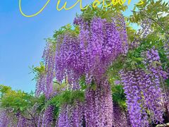 -嘉定紫藤园