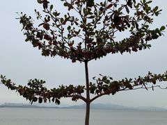 -深圳湾公园(南山区)