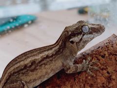 -酷以爬仙阁实体爬宠店·守宫·蜥蜴·专业繁育