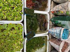 -青石桥花鸟鱼虫市场(叠翠城店)