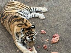 -大连森林动物园