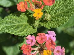 -海南铜鼓岭景区