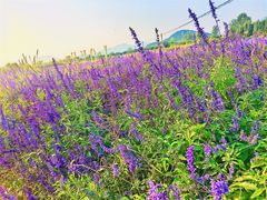 -北京东方普罗旺斯薰衣草庄园