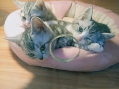 -喵百万·布偶·蓝金金渐层英短·猫舍(百子湾店)