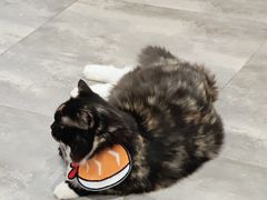 -楼上猫咖(罗湖店)