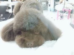 -宠物世家(仲盛世界商城店)