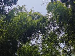 -树山生态村