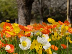 -名花谷生态庄园