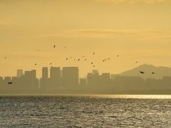 -福田红树林生态公园