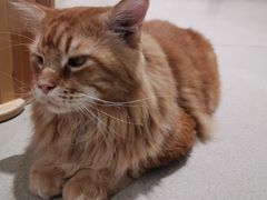 -藏猫猫咖啡主题馆(中央大道店)