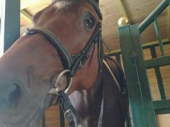 -月河湾马术俱乐部(朝阳店)