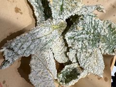 -周姑娘不等味·牛羊肉火锅·螃蟹罗氏虾·烤鱼烤串(高邮店)