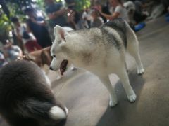 -TrueLove @ Neverland (Husky Cafe)