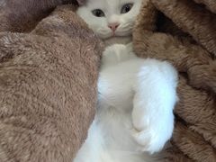 -北京观赏动物医院·24小时大型综合·猫专科·异宠专科