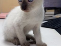 -宠颐生猫科·内科皮肤科(西平世纪城店)