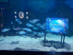 -烟台海昌鲸鲨海洋公园