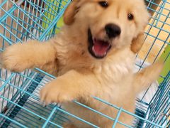 -龟与熊猫宠物公园(南坪店)