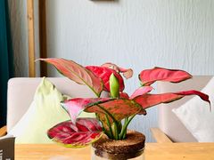 -瓦舍茶馆(聚源路店)