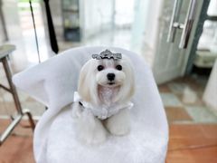 -鑫艺宠物美容培训学校