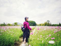 -田园东方蜜桃村的田野营地