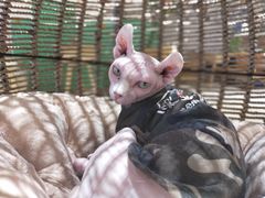 -藏猫猫咖啡主题馆(中央大道店)