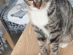 -平行世界·猫咖(首经贸店)