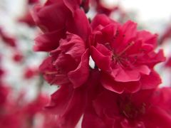 -上海市龙华烈士陵园