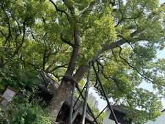 -上海醉白池公园