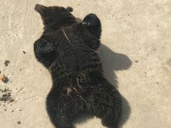 -哈尔滨北方森林动物园