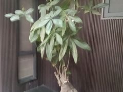 -阿伟海鲜楼·福建菜(涵江店)
