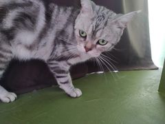 -猫猫幼稚园·撸猫·桌游·电玩
