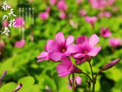 -玄武湖景区-情侣园游乐场