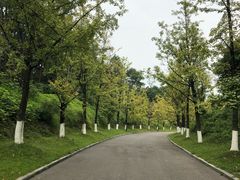 -铁山坪森林公园