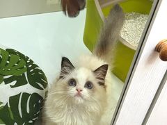 -青奢宠物·青奢猫舍