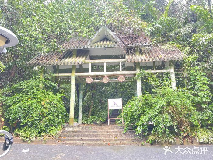 西双版纳原始森林公园图片
