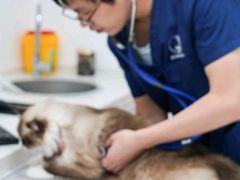 -伟伟宠物医院·CT影像中心·瑞派犬猫综合性门诊(汉口总院)