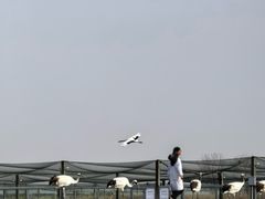 -盐城丹顶鹤湿地生态旅游区