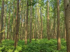 -黄海国家森林公园