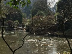 -新湖明珠城