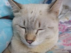 -瑞派动物医院·绝育·犬猫全科·预防医学(光景江南中店)